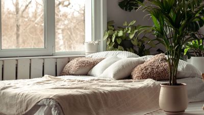 You'll have an enchanting indoor jungle in no time! The 8 easiest and fastest plants to grow inside