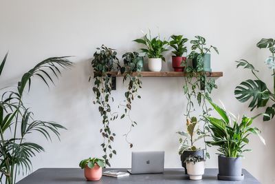 If you get this right, your houseplants will thrive. Experts explain the secret behind a happy indoor garden