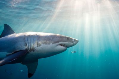 Californians frequently swim near sharks