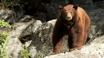 Serial bear-botherer caught chasing animals at Yellowstone again