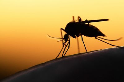 Why malaria still persists in much of Africa