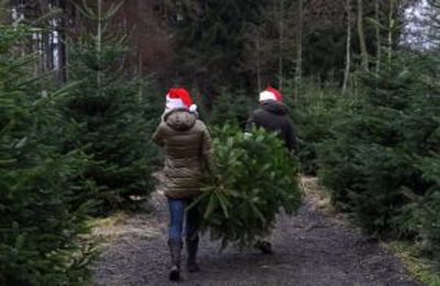 Why Yorkshire town’s Christmas tree is still up