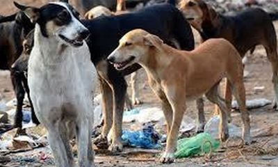 Kerala: 11-year-old boy dies by stray dog attack in Kannur