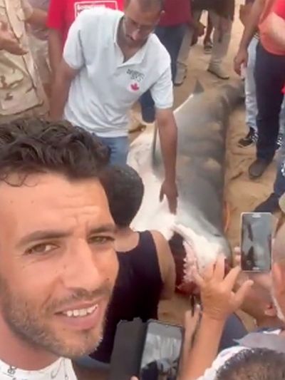 Ten foot shark beaten to death after tourist who screamed for ‘papa’ killed in Egypt