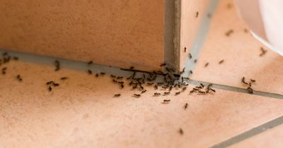 'My 70p hack instantly banishes ants from the kitchen - it smells great too'