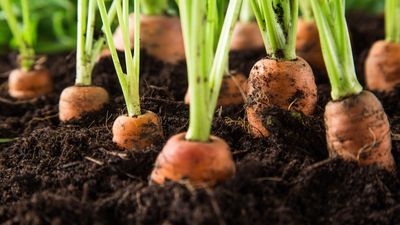 This garden expert's advice for growing carrots in containers is the secret to raising tasty crops in a pot