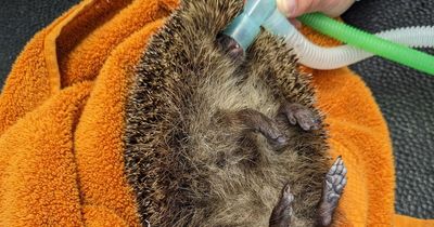 RSPCA rescue a pair of hedgehogs in County Durham, after they became trapped in uncovered drains