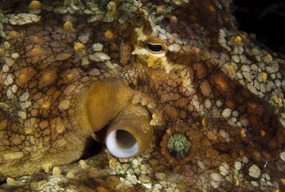 Octopuses can change their own genes