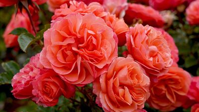 Rose pruning mistakes – garden expert warns against these pruning pitfalls