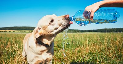 Experts issue warning over when to walk your dog as hot weather continues