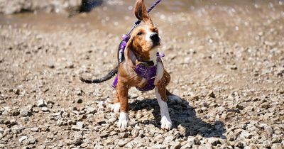 Experts issue warning over when to walk your dogs as hot weather continues