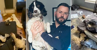 Cheeky puppy destroys family home by shredding £1,500 sofa and ransacking kids' rooms
