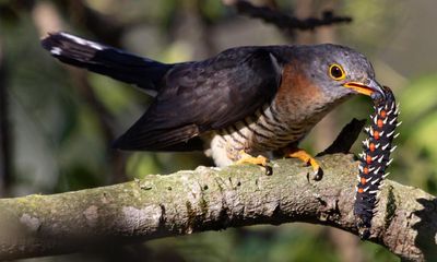 Can you spot the phezukomkhono? (that’s Zulu for red-chested cuckoo)