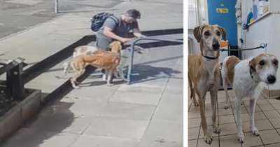 Heartless moment man ties up and abandons dogs as search launched for their puppies