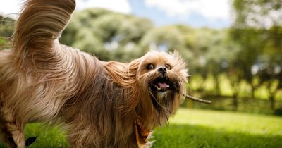 Vet's urgent warning to dog owners with artificial grass in their garden