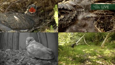 Springwatch Live cameras 2023: how to watch the amazing animal activity!