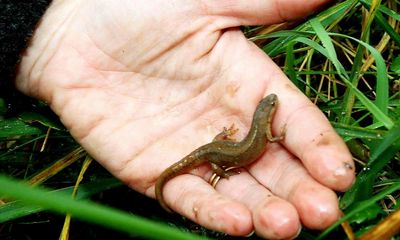 Detection dogs taught newt tricks in bid to improve conservation