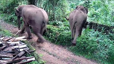 Wild elephant herd camps near school at Peerumade, triggers panic