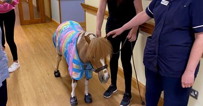 'Star' therapy pony in high demand after visit to Foyle Hospice
