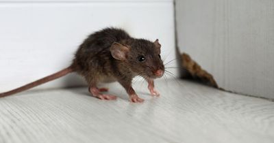Telltale signs of a rat or mouse infestation at home - and how to stop it