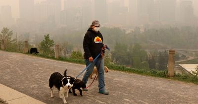 Vet issues urgent air pollution warning to all pet owners as Canadian wildfire smoke rages