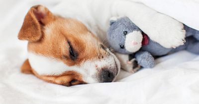 Vet slashes cost of neutering dogs to help reduce risk of unwanted puppies