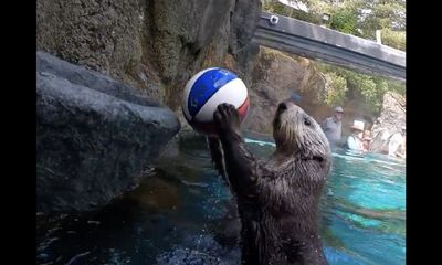 Watch: Rescued otter masters the art of dunking a basketball