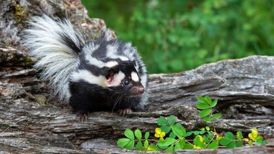Professional cleaners share their secrets for getting rid of skunk smell