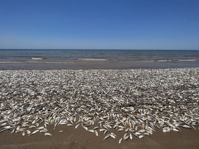 Why thousands of fish washed up on these Texas beaches