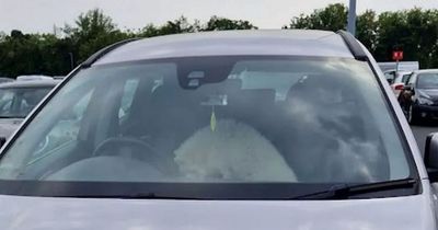 Dog trapped in car at IKEA car park rescued by police who smash window in 29C heat