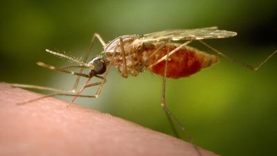 4,361 people infected with malaria in Tripura