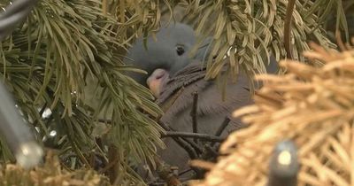 Town can't remove Christmas tree even though it's June - as a pigeon is nesting in it