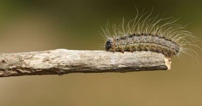 Health warning after infestation of 'harmful' hairy caterpillars discovered in Dublin