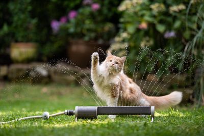 Cat owners issued urgent heatwave warning by vets