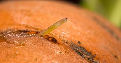 Warning over seven garden pests that lurk in plants and 'badly damage' them