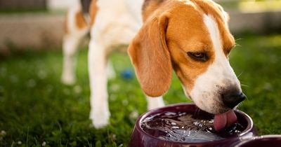 Vet shares handy food trick to keep your dog hydrated during the heatwave