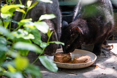 Trap-neuter-release programs for cats are now legally protected in Texas