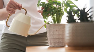 Should you water plants from the top or bottom? Expert tips for watering more effectively
