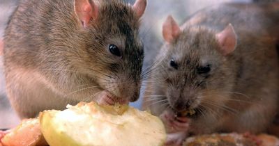 Six signs you've got rats in your home and how to remove the rodents, according to experts