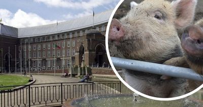 Campaigners want Bristol City Council to ditch 'high carbon' meat contracts