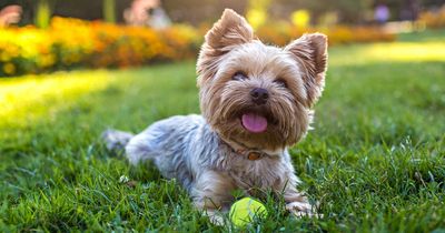 Vet issues urgent plea to dog owners with artificial grass as heatwave hits