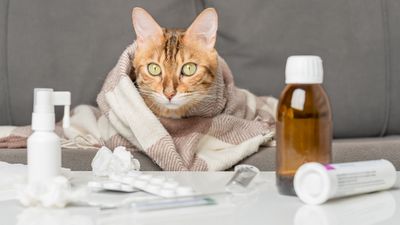 Can cats have allergies?