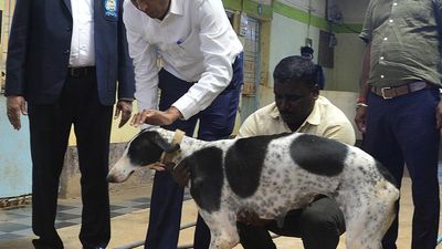 Karnataka’s own Mudhol hound officially recognised as native Indian breed