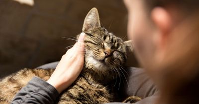 Neighbour sends letters to grandma ordering her to change cat's 'offensive' name