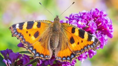 Best plants for a butterfly garden – discover 16 wildlife-friendly blooms