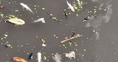 'Thousands' of dead animals spotted in Salford Quays after 'huge fish kill'
