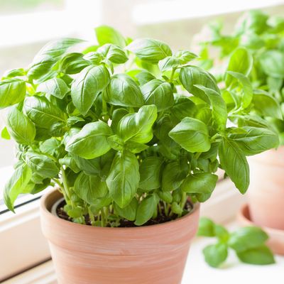 How to grow basil from shop bought to save money all summer long