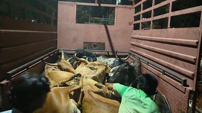 Eight taken into custody for transporting stolen cows