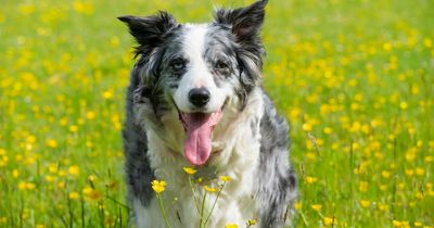 Can dogs get hay fever? Expert vet lists symptoms to look out for and which breeds are most prone