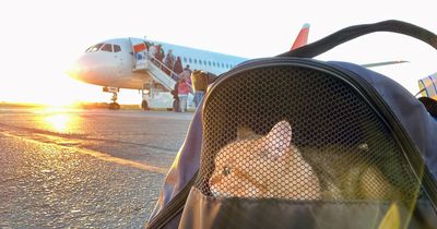 One-eyed cat becomes instant hit with passengers after being discovered on plane